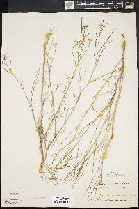 Sisymbrium altissimum image