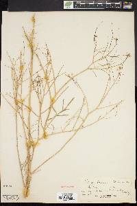 Sisymbrium altissimum image