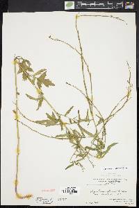 Sisymbrium officinale image