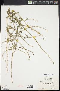 Sisymbrium officinale image