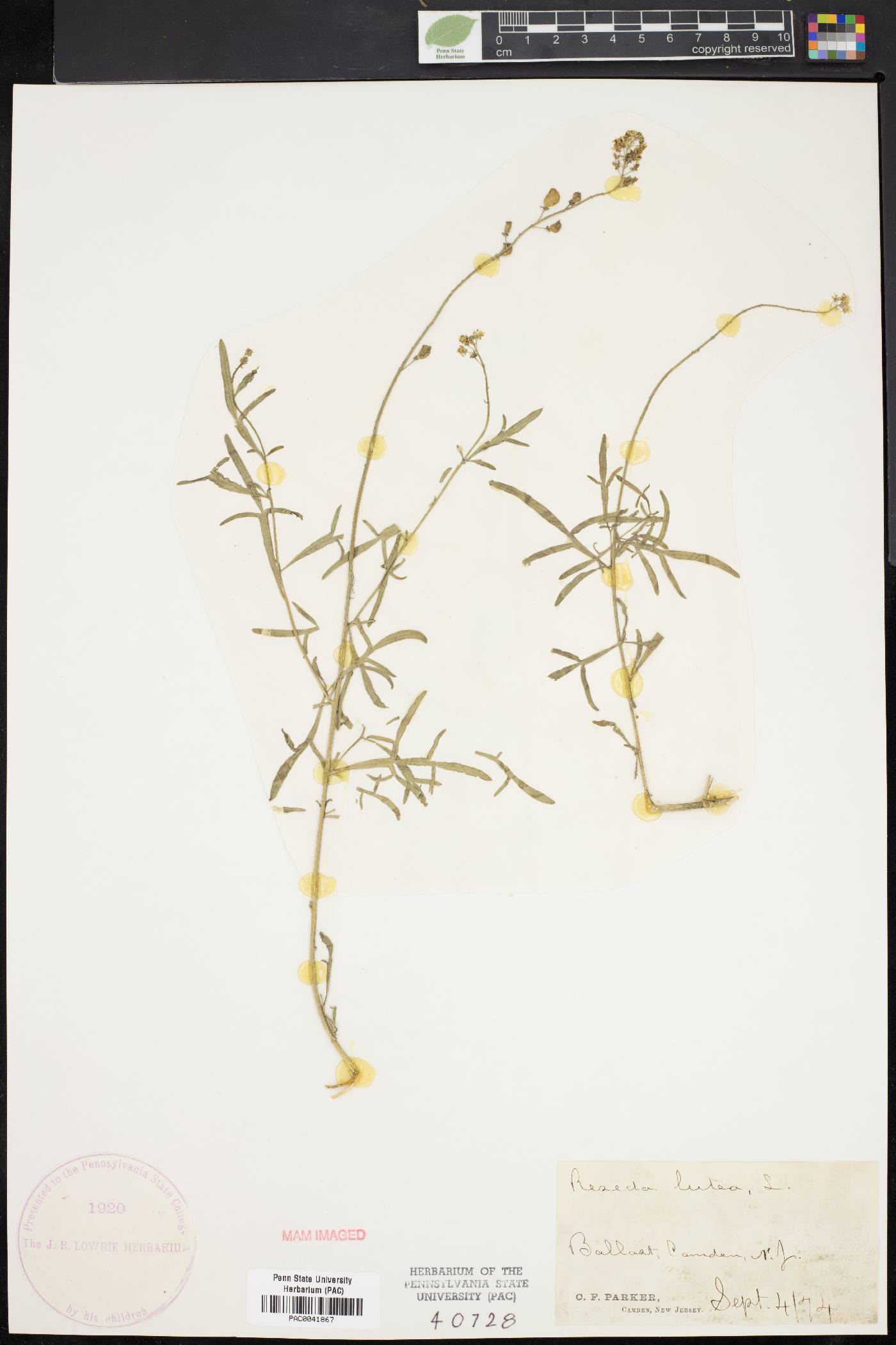 Reseda lutea image