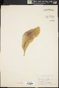 Sarracenia purpurea image