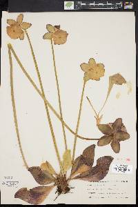 Sarracenia purpurea image