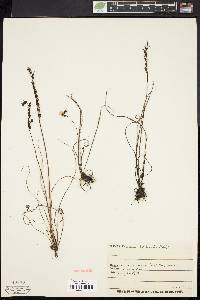 Drosera filiformis image