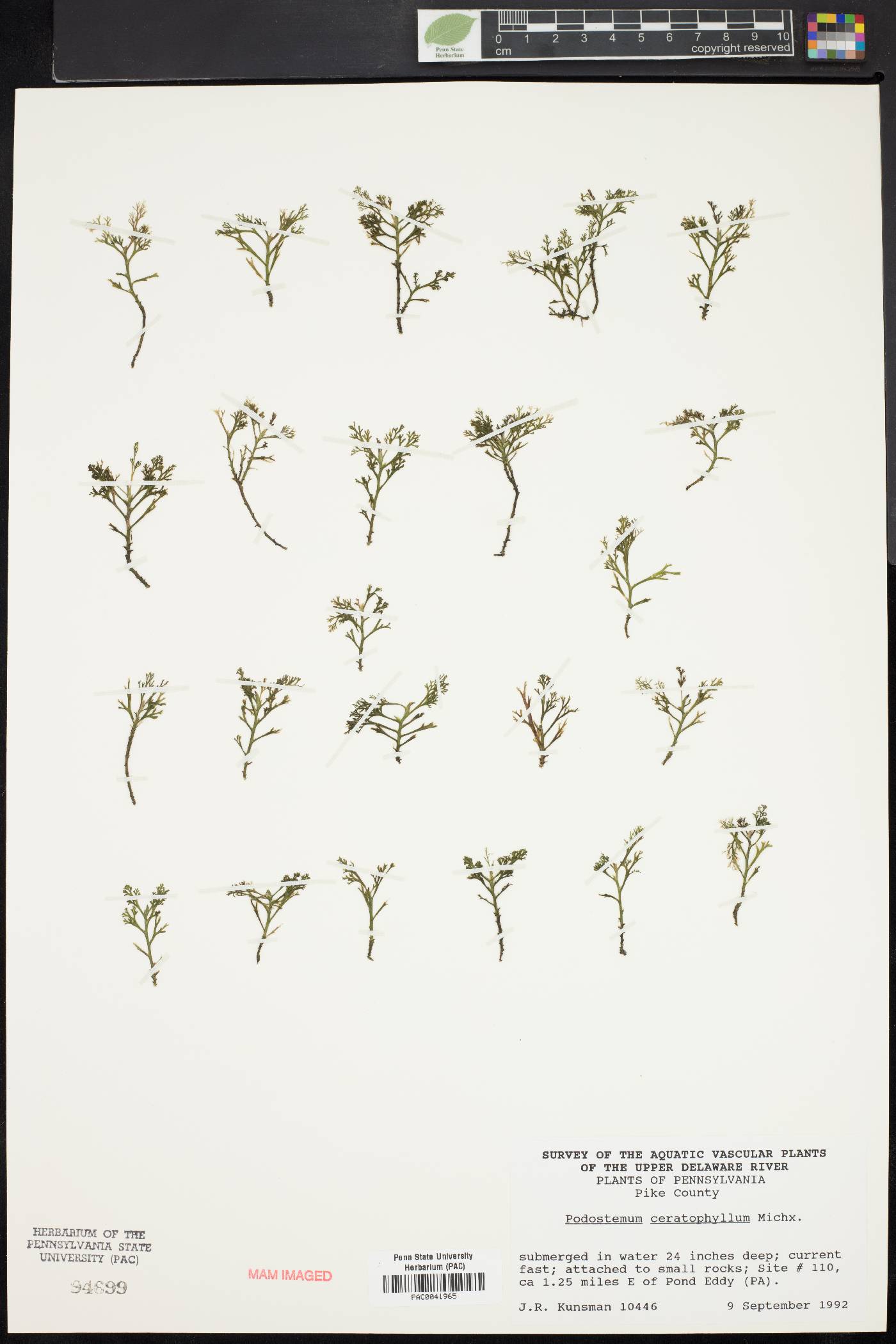 Podostemaceae image