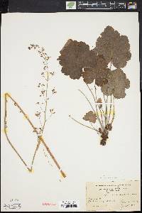 Heuchera americana image