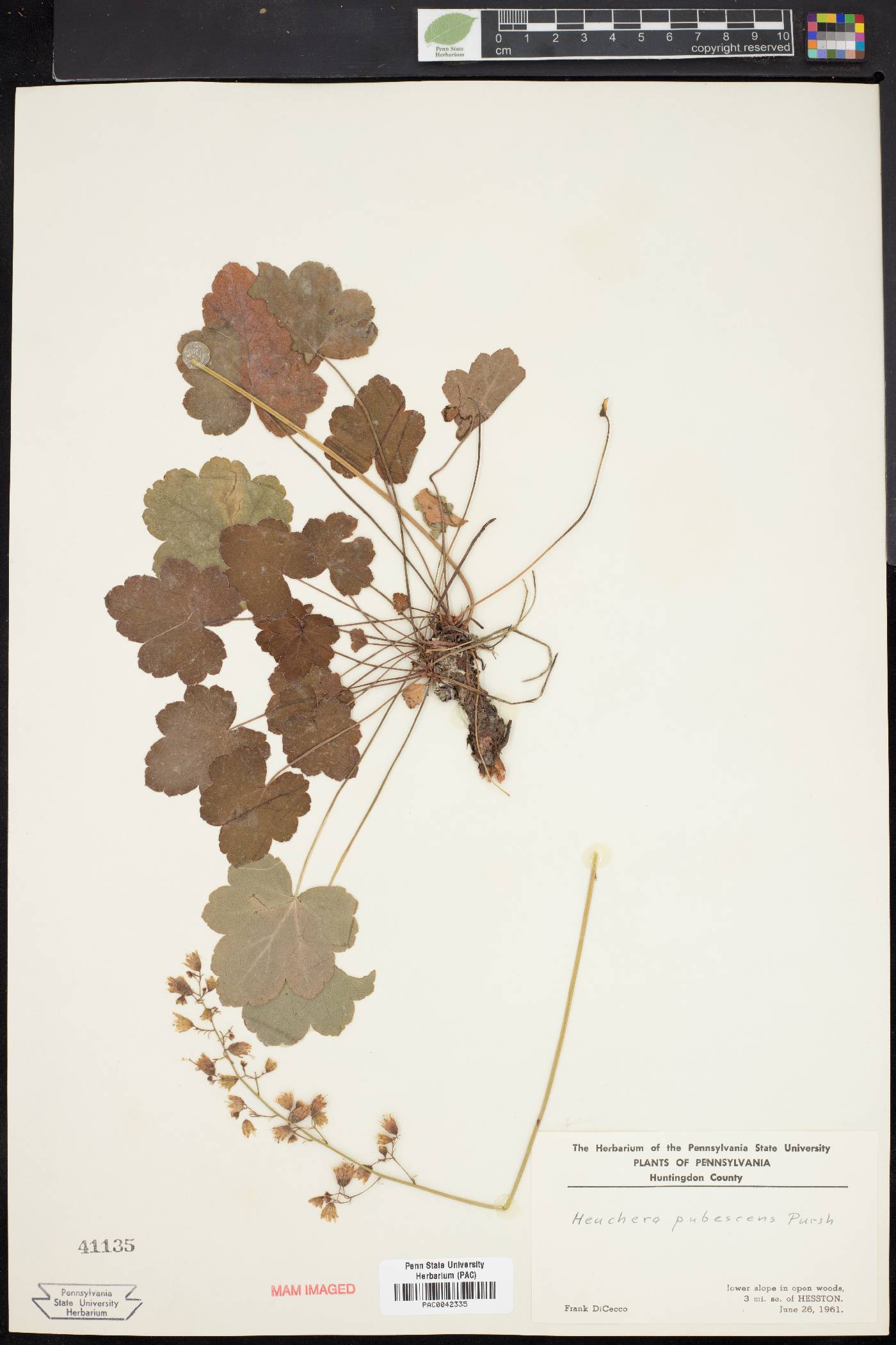 Heuchera pubescens image