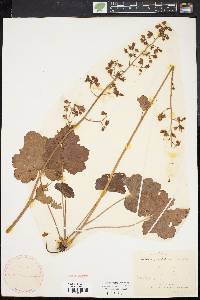 Heuchera pubescens image