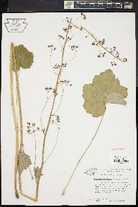 Heuchera americana image