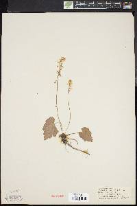Tiarella cordifolia image