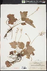 Tiarella cordifolia image