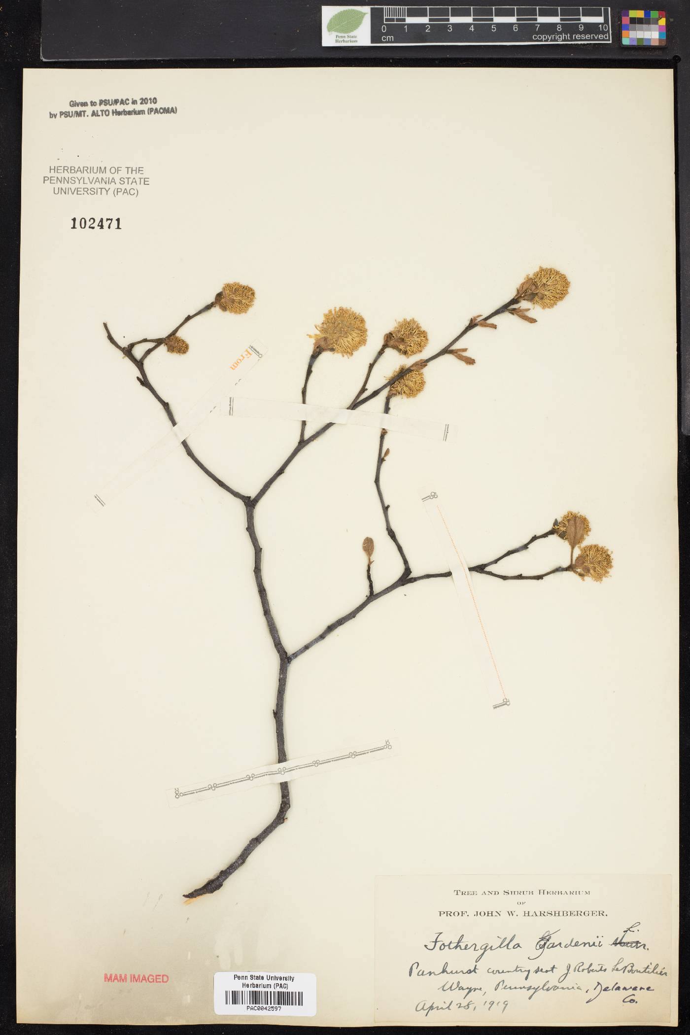 Fothergilla gardenii image