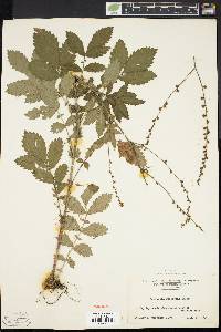 Agrimonia pubescens image