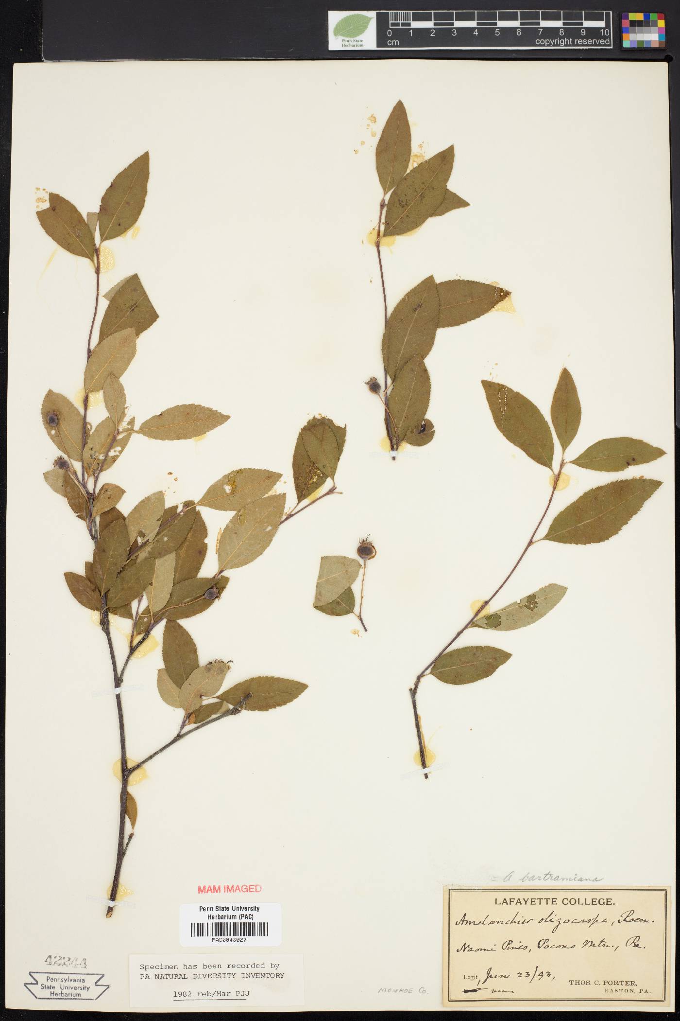 Amelanchier bartramiana image