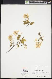 Amelanchier laevis image