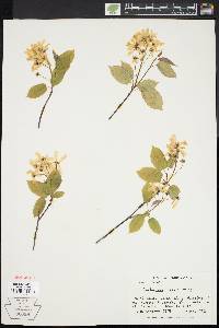 Amelanchier laevis image