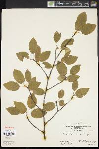 Amelanchier laevis image