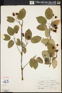 Amelanchier laevis image