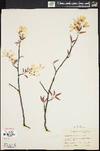 Amelanchier laevis image