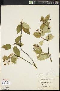 Amelanchier laevis image