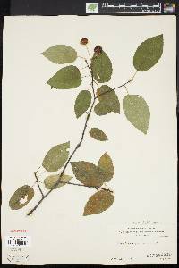 Amelanchier laevis image