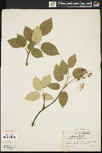 Amelanchier laevis image