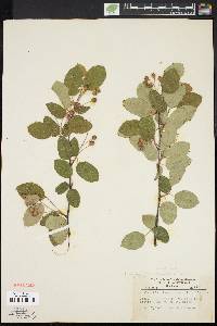 Amelanchier laevis image