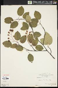 Amelanchier laevis image