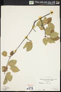 Amelanchier laevis image