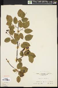 Amelanchier laevis image