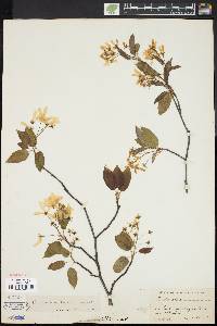 Amelanchier laevis image