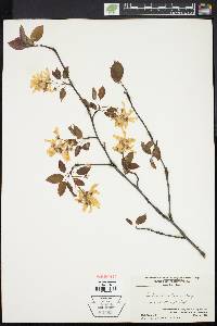 Amelanchier laevis image