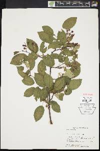 Amelanchier laevis image