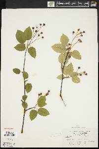 Amelanchier laevis image