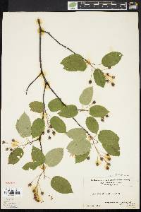 Amelanchier laevis image