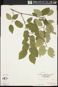 Amelanchier laevis image