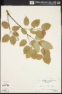 Amelanchier laevis image