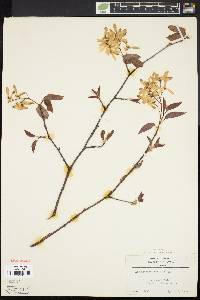 Amelanchier laevis image