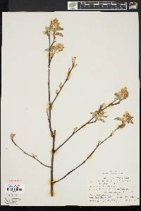 Amelanchier stolonifera image