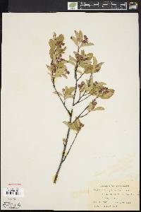 Amelanchier stolonifera image