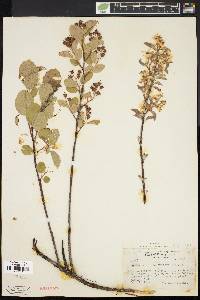 Amelanchier stolonifera image