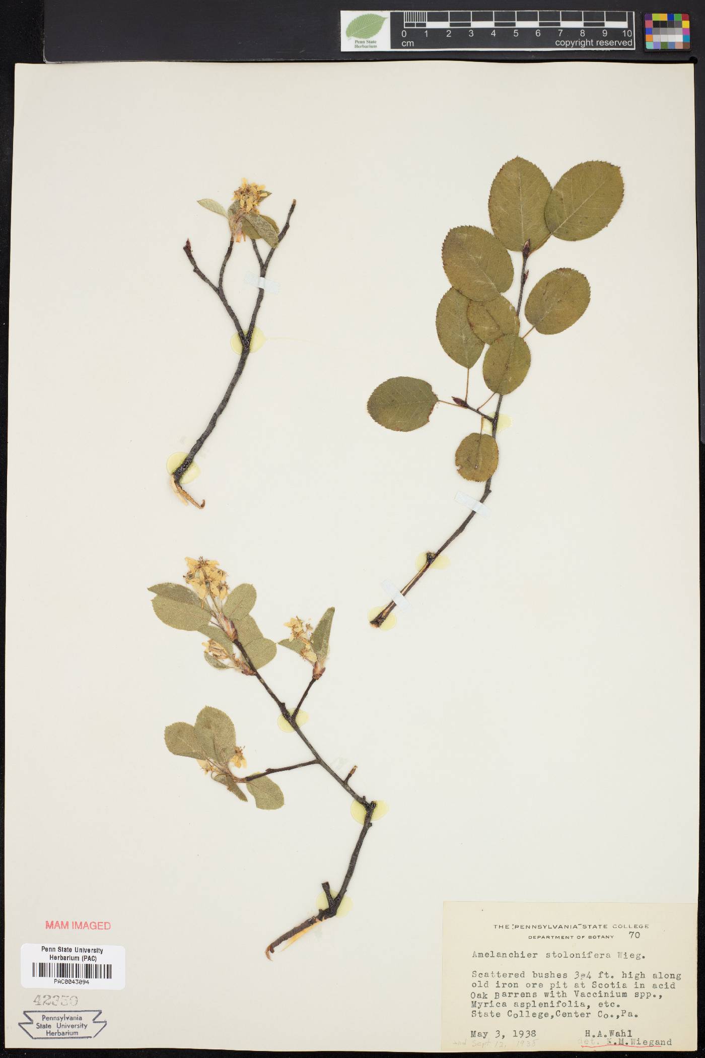 Amelanchier stolonifera image