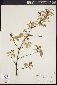 Amelanchier stolonifera image