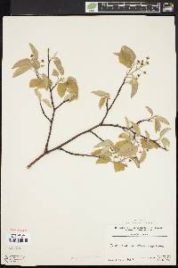 Amelanchier stolonifera image