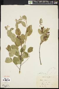 Amelanchier stolonifera image