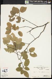 Amelanchier stolonifera image