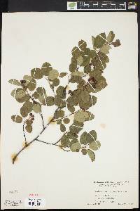 Amelanchier stolonifera image