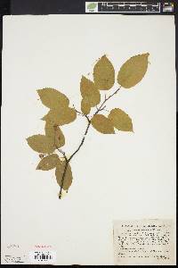 Amelanchier laevis image