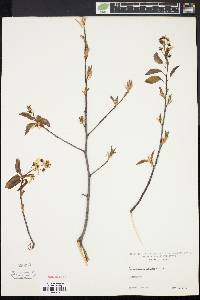 Amelanchier laevis image