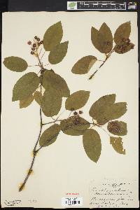 Amelanchier laevis image